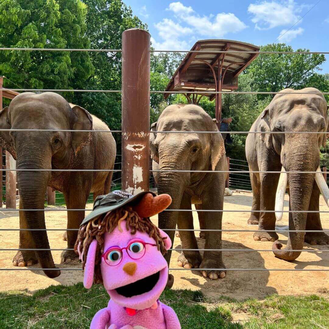 NHSA And The Zoo In The Classroom: Me, You, and Elephants Too!